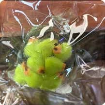 Squishy Fruit Bag Stress Toy – Green Fruit, Fidget Squeeze Toy, 8 × 6.5 × 4.6 cm 缩略图 1